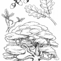 Stieleiche