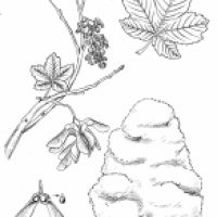 Bergahorn