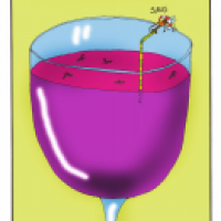 Drosophila melanogaster