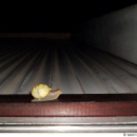 Zum Thema Schnecken...