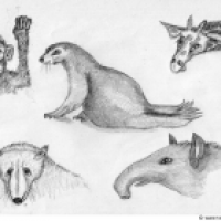 Studie Zoo & Co.