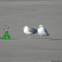 Monster-Brother meets a seagull