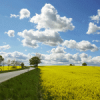 Rapsfeld in Angeln