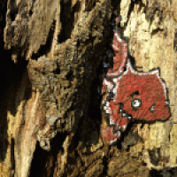 Ein Drauchenauge schaut Dich an