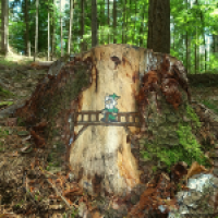 Brückentag im Wald