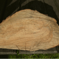 Entstehung und Verarbeitung