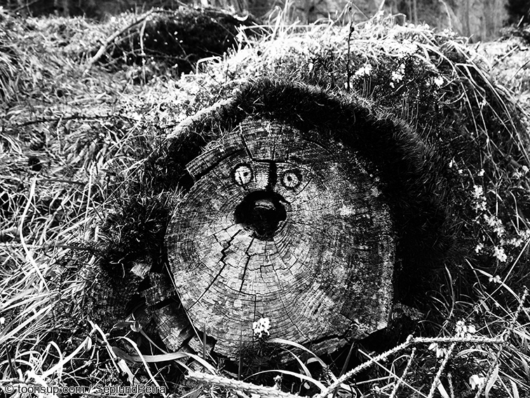 Illustration: Alpine Frühlingswerke (kleine Auswahl) 2