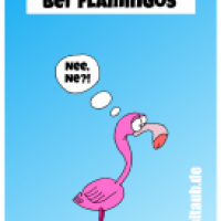 Schnupfennase bei Flamingos