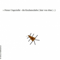 Ungeheuer Ungeziefer
