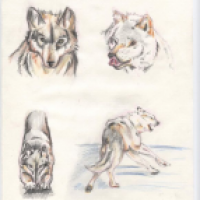 wolf skizzen