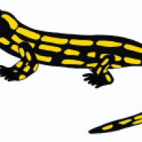 Salamander, grinsend