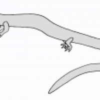 Olm
