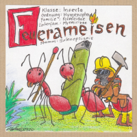FEUERAMEISEN