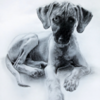 Windhund Welpe