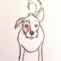 Kasimir jack russell Mischling