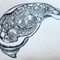 Irgendwas muscheliges