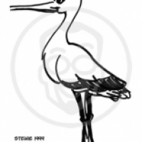 Storch