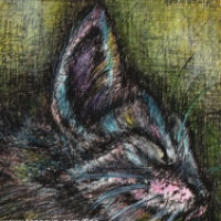 waschkakawamaschka - für mehr catcontent auf tUp!