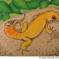 Super Hypo Tangerine Carrot Tail, oder einfach nur Gecko
