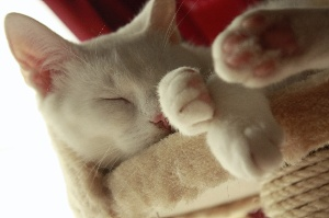 Mondkatze