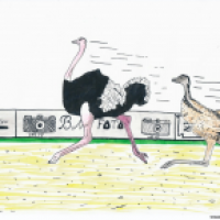 Strauß und Emu