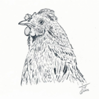 Huhn
