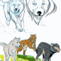 Wolfsedikte- die Rudel