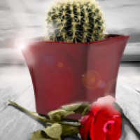 Kaktus sucht Rose