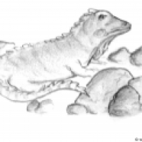 Wasser Drache