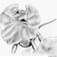 Chlamydosaurus kingii