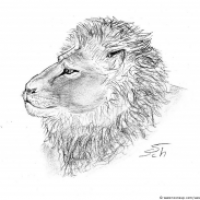 Panthera leo