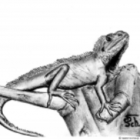 Physignathus cocincinus