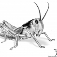 Locusta migratoria