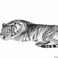 Panthera tigris tigris