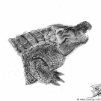 Crocodilia