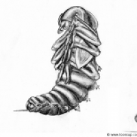 Zophobas morio (Puppe)