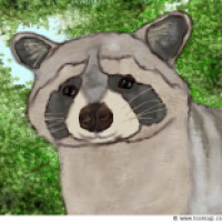 waschbär