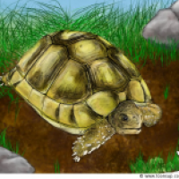 Testudo marginata in Farbe (2.chance)