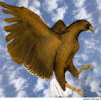 Adler
