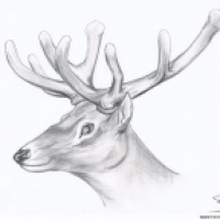 Cervidae