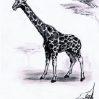 Giraffa camelopardalis
