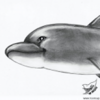 A Dolph-in