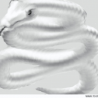 Silversnake
