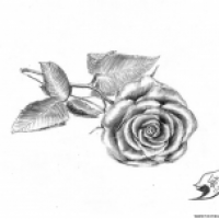 Rose 2016