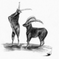 Capra ibex