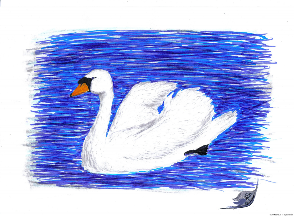 Illustration: Cygnini olor 1