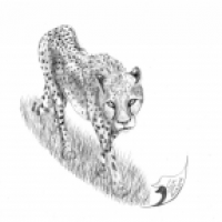 Acinonyx jubatus 2 2016