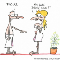 Ficus