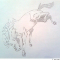 Rodeo Pferd