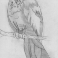 Vogel..einfach nur vogel
